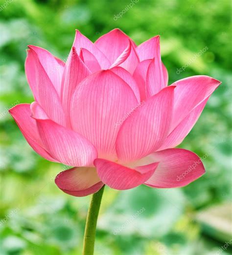 beautiful lotus images|lotus flower pictures gallery.